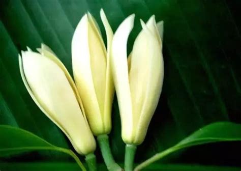 白蘭花種植 纳音